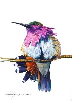 100-229 Wine throated hummingbird